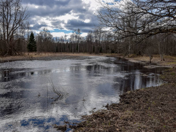 istock landscape with a small wild river, river banks covered with dry, old grass and fallen trees 1372968977