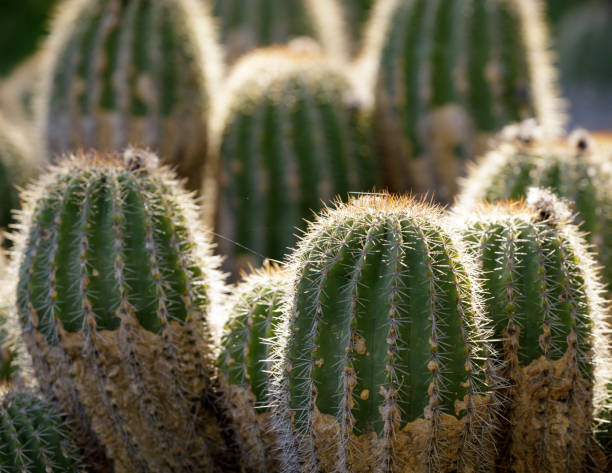 racimos de cactus erizo - cactus hedgehog cactus close up macro fotografías e imágenes de stock