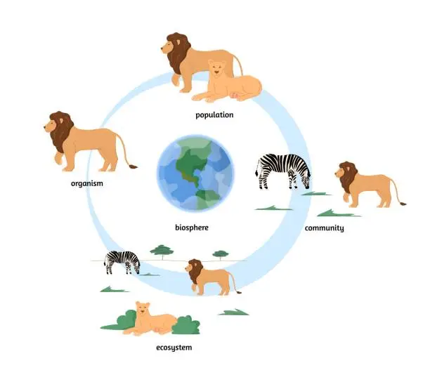 Vector illustration of Ecosystem organization infographics with zebra and lion animals community, flat vector illustration isolated on white.