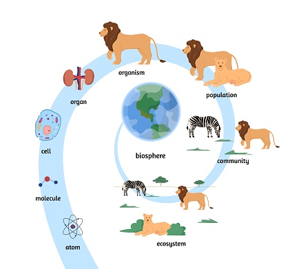 Biological organization and ecosystem infographic showing animals and living organisms classification, flat vector illustration isolated on white background.