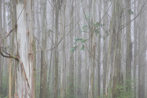 Trunks of eucalyptus trees in the morning mist