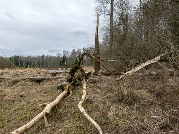 istock wild landscape, old trees, old dry grass, cloudy weather 1372970912