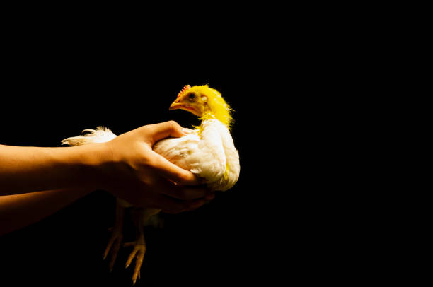 A child catches a chick with a yellow head, in shallow focus