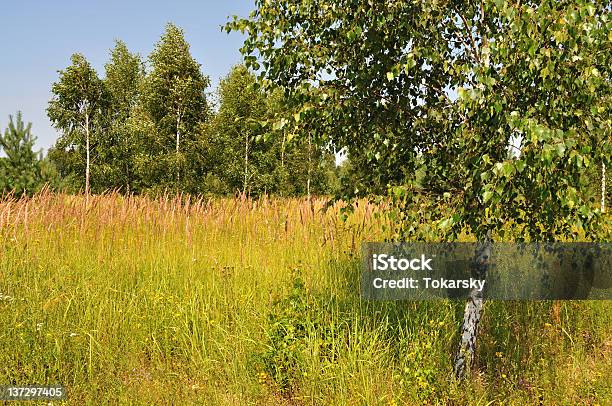 Photo libre de droit de Paysage Dété banque d'images et plus d'images libres de droit de Arbre - Arbre, Bleu, Bosquet