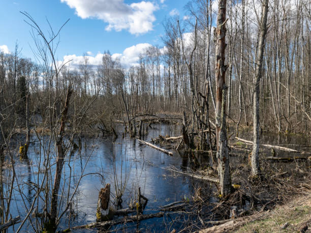 istock sunny spring landscape with a flooded river, rotten old trees and fallen ground, thin water 1372974118