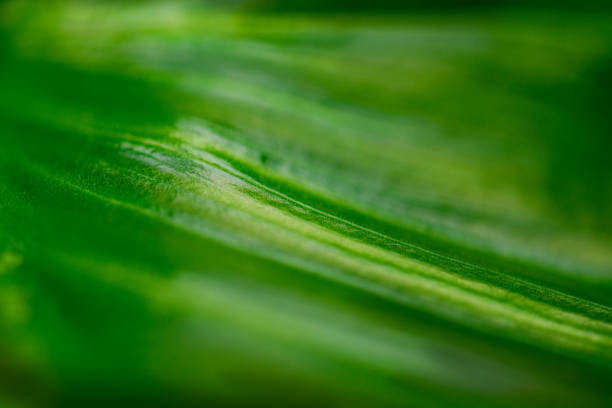 istock Green Leaf Macro Detail 1372974627