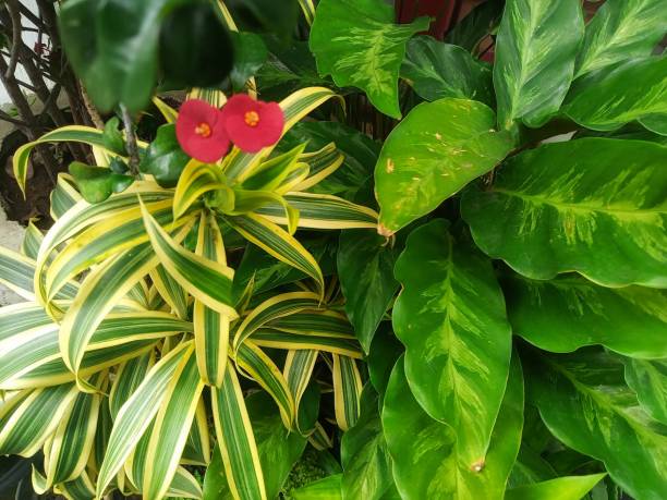 istock colorful flowers 1372974765