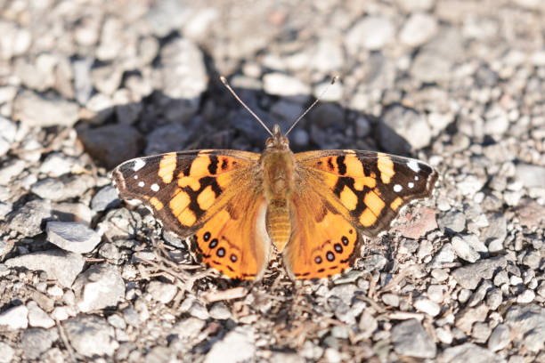 Painted Lady butterfly sunbathing on gravel. Santa Clara County, California, USA. Painted Lady butterfly sunbathing on gravel. Santa Clara County, California, USA. sunning butterfly stock pictures, royalty-free photos & images