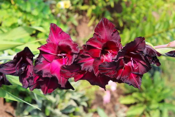 Beautiful black-red flowers of gladiolus. Close-up. Background. Landscape.