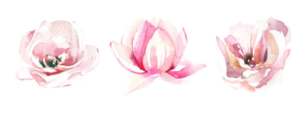 Watercolor painted set of light pink rose, peony and lotus flowers. Vector traced floral isolated illustration. Watercolor painted set of light pink rose, peony and lotus flowers. Vector traced floral isolated illustration on white background. lotus flower drawing stock illustrations