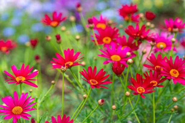 beautiful red Pyrethrum roseum or Persian Daisy in garden