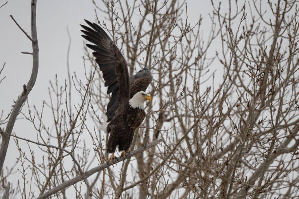 istock One of five Bald Eagle taking flight in trees near White Sulfur Hot Springs 1372978340