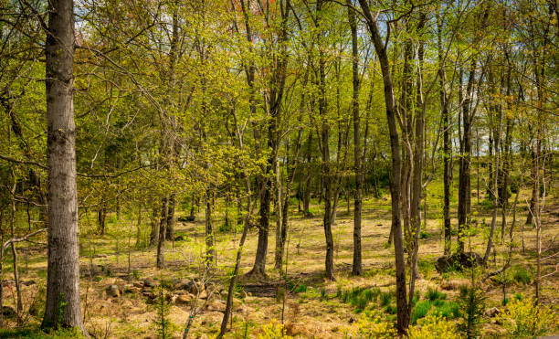 istock Forest in Springtime With Young and Old Trees Coming to Life 1372979442