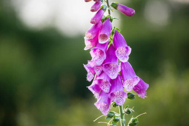 Purple Foxglove in the High Fens, Belgium Purple Foxglove in the High Fens, Eifel, Belgium. foxglove photos stock pictures, royalty-free photos & images