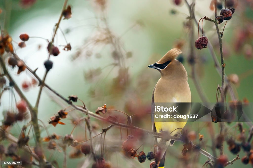 Perched Cedar Waxwing Song Bird A beautiful Cedar Waxwing, Bombycilla cedrorum, perched on a berry covered branch, with many out focus red berries in the background.  A colorful bird with yellow and tan, colored feathers it is looking to the side of the frame. Cedar Waxwing Stock Photo