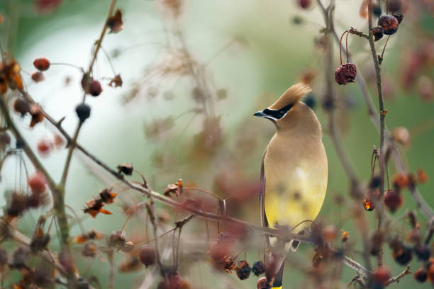Perched Cedar Waxwing Song Bird A beautiful Cedar Waxwing, Bombycilla cedrorum, perched on a berry covered branch, with many out focus red berries in the background.  A colorful bird with yellow and tan, colored feathers it is looking to the side of the frame. cedar waxwing stock pictures, royalty-free photos & images