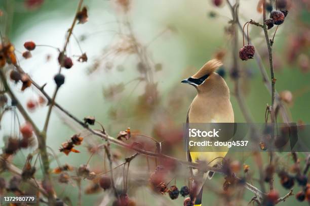 Perched Cedar Waxwing Song Bird Stock Photo - Download Image Now - Cedar Waxwing, Bird, Perching