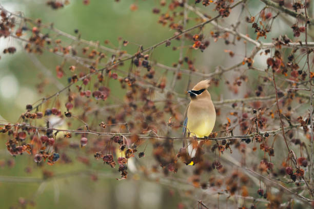istock Cedar Waxwing Song Bird a Berries 1372981334
