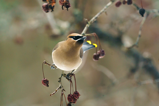 A beautiful Cedar Waxwing, Bombycilla cedrorum, perched on a berry covered branch, with green colors in the background.  A colorful bird with yellow and tan, colored feathers it is looking at the camera from its perched location.