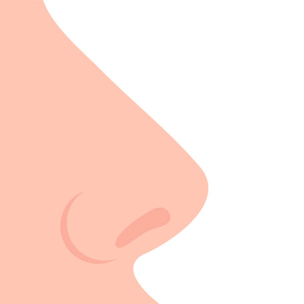 ilustrações, clipart, desenhos animados e ícones de nariz no perfil com ponte reta e narinas. - nose job illustrations