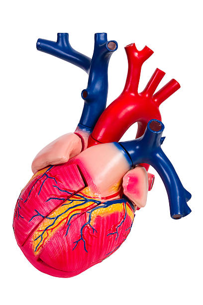 istock anatomical model of human heart 137298187