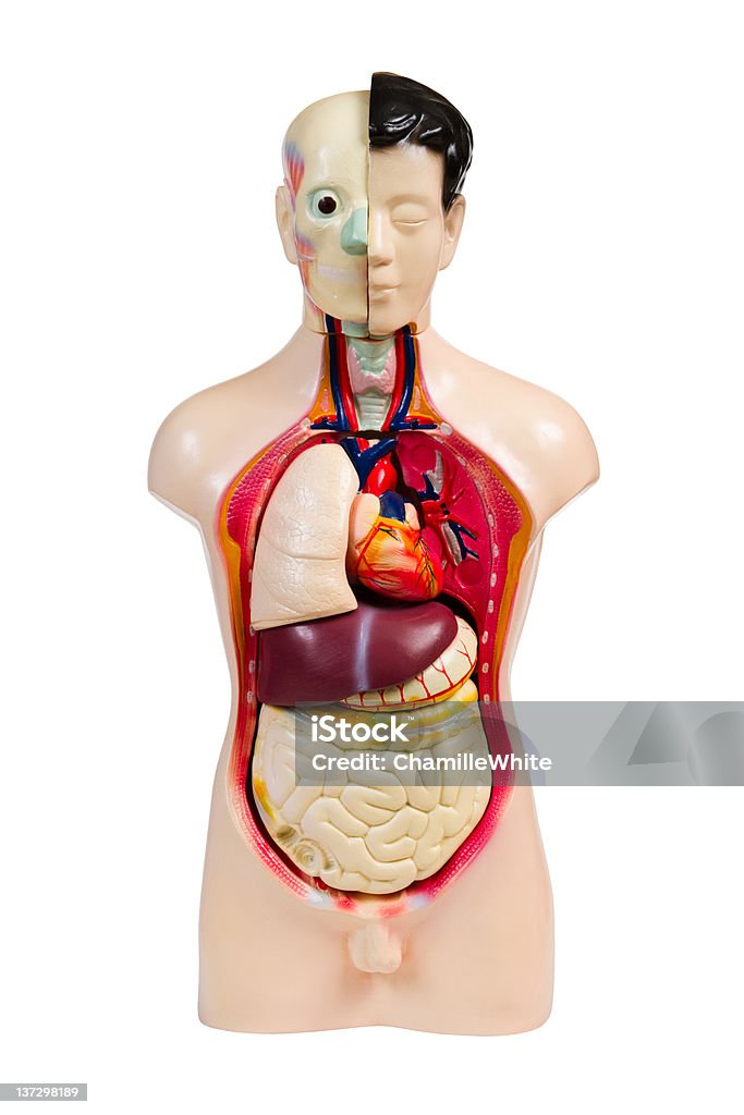 Modèle de l'anatomie humaine en plastique - Photo de Abdomen libre de droits