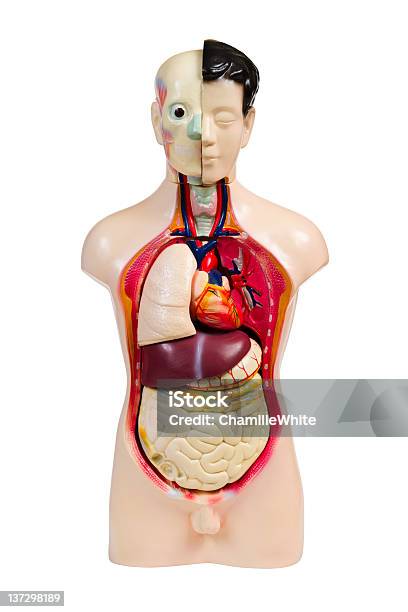 Photo libre de droit de Modèle De Lanatomie Humaine En Plastique banque d'images et plus d'images libres de droit de Abdomen - Abdomen, Anatomie, Cerveau humain