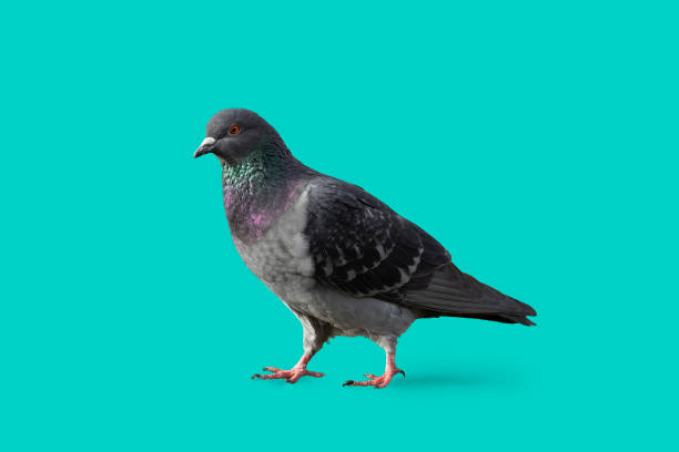 istock pigeon  walking on the ground isolated with a blue colored background 1372983809