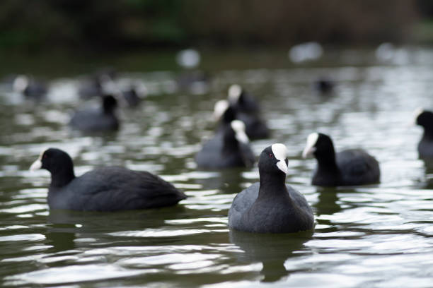 Eurasian Coot (Fulica Atra) swimming and searching for food in a pond in The Netherlands a Eurasian Coot (Fulica Atra) swimming and searching for food in a pond in The Netherlands colony territory photos stock pictures, royalty-free photos & images