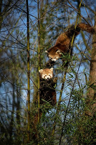 An Endangered Red or lesser panda (ailurus fulgens) climbing a tree in captivity