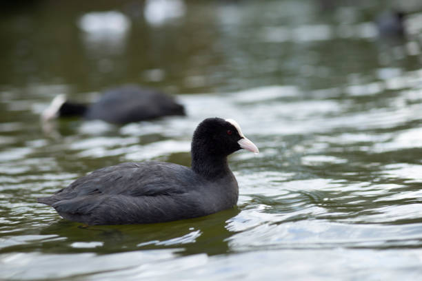 Eurasian Coot (Fulica Atra) swimming and searching for food in a pond in The Netherlands a Eurasian Coot (Fulica Atra) swimming and searching for food in a pond in The Netherlands colony territory photos stock pictures, royalty-free photos & images