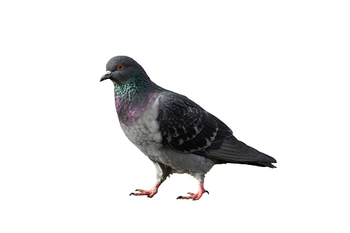 A pigeon  walking on the ground isolated with a white colored background