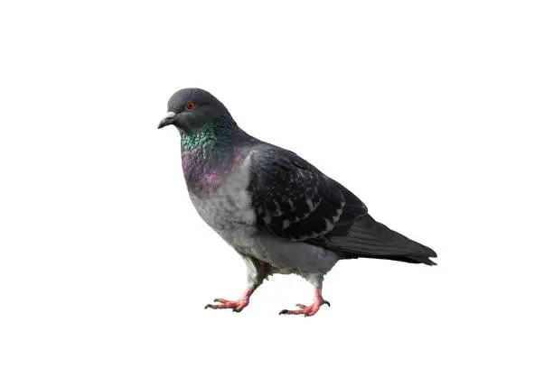 Photo of pigeon  walking on the ground isolated with a white colored background