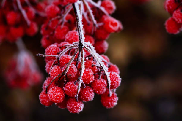 Bunch of red viburnum covered with a thin layer of frost close-up. Close up, macro, copy space.