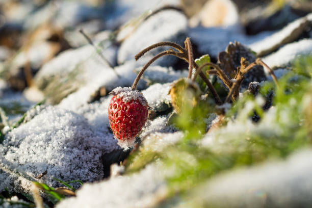 istock Strawberries in the snow. 1372985539