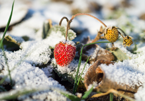 Remontant strawberries in late autumn late November, red and yellow berries covered with snow, dry leaves and green blades of grass.  Frost.