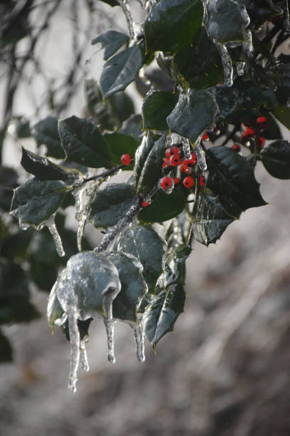 Photo of Iced over Holly bough with winterberries