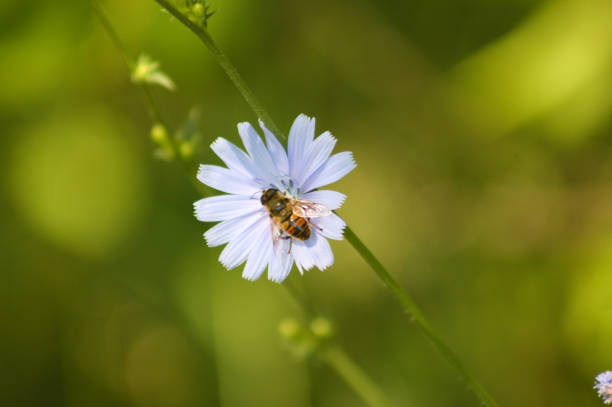 Bee pollinate common chicory in bloom close-up view with blurred green plants on background