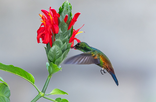 Glittering Copper-rumped hummingbird, Amazilia tobaci, feeding on tropical red flower with a gray background.
