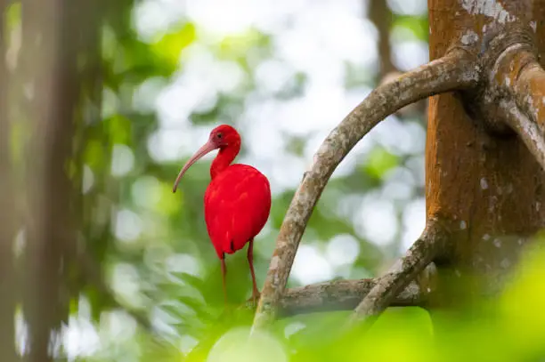 A bright red Scarlet Ibis, eudocimus ruber, stands out perched in a mangrove forest.