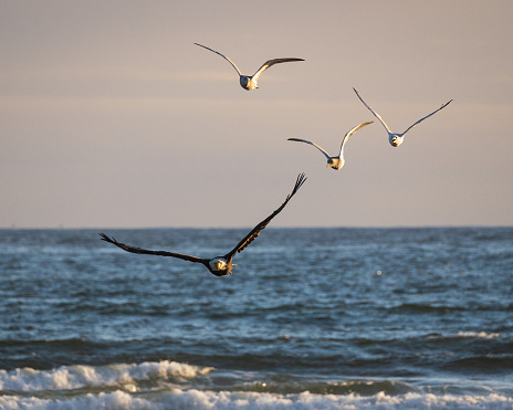 Seagulls going after a bald eagle in the skies over the pacific ocean.