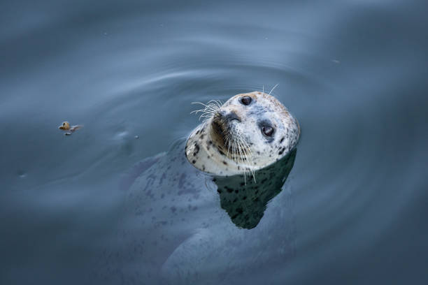 Harbor Seal Feeding stock photo