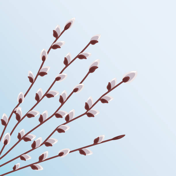киска ивовых ветвей с распускающимися бутонами на фоне голубого неба - willow tree weeping willow tree isolated stock illustrations