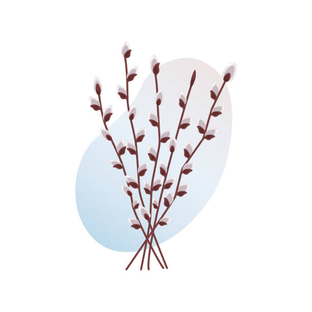 киска ивы ветви - willow tree weeping willow tree isolated stock illustrations