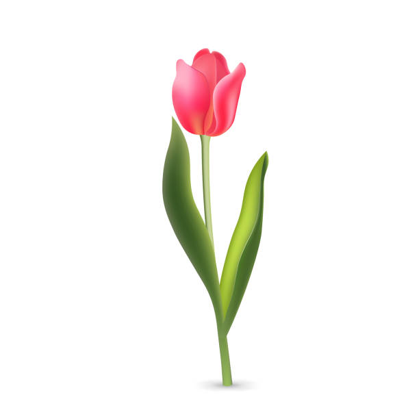 istock Realistic pink red tulip with green leaves isolated on white background 1372995747