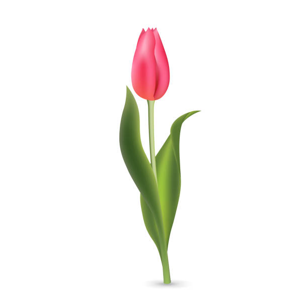 istock Realistic pink red tulip with green leaves isolated on white background 1372995766