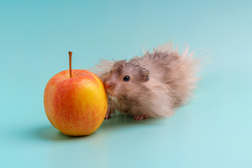 A gray Syrian hamster with a long coat sniffs an apple on a blue background.