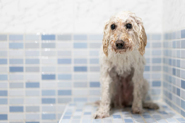 istock Scared and sad dog having a shower 1372995948