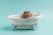 Long-haired Syrian hamster of gray color sits in a toy bath
