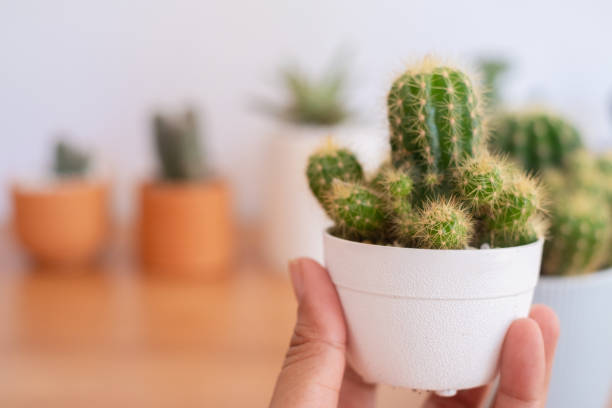 istock close up cactus,for home decor. 1372997020